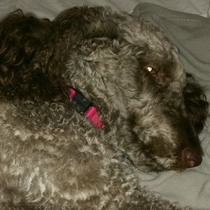 Meet your Posher, Char